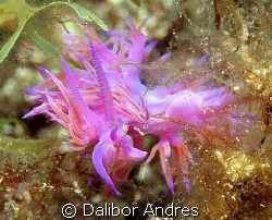 Flabellina affinis, Canon EOS 350D, EF-S 60mm by Dalibor Andres 
